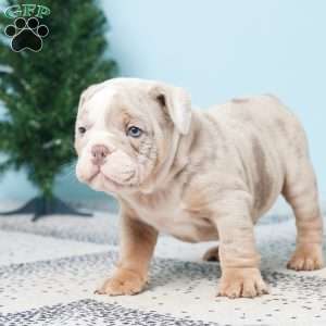 DANNY, English Bulldog Puppy